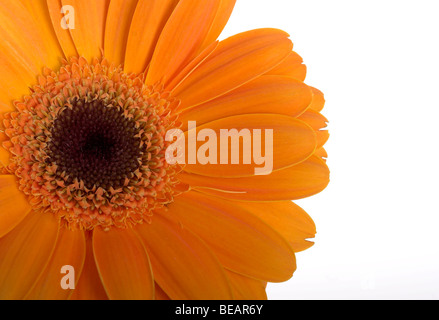 Schöne orange Blume mit Wasser fällt auf weißem Hintergrund Stockfoto