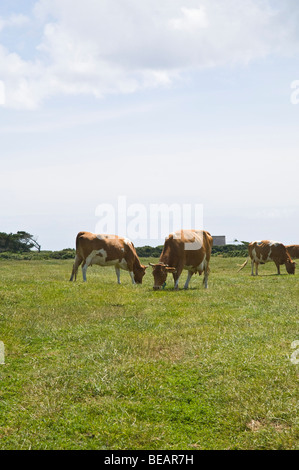 dh Guernsey Kuh TIER GUERNSEY Guernsey Kühe Weiden in der Field Sark Island Molkerei Melken Gras Rind UK Stockfoto