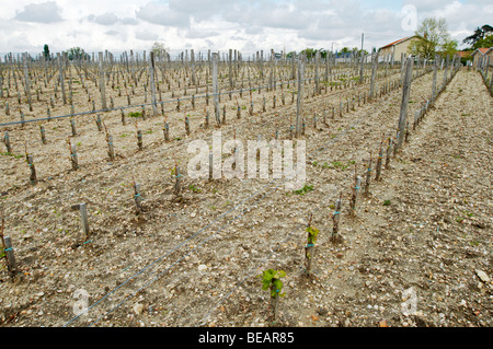 Neu dicht bepflanzt Weinberg 13.500 Reben / ha Chateau la Garde Pessac Leognan Gräber Bordeaux Frankreich Stockfoto