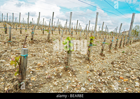 Neu dicht bepflanzt Weinberg 13.500 Reben / ha sandigen Kiesböden Chateau la Garde Pessac Leognan Gräber Bordeaux Frankreich Stockfoto