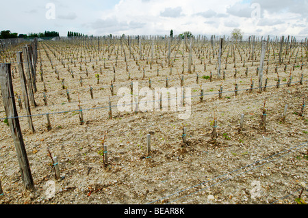 Neu dicht bepflanzt Weinberg 13.500 Reben / ha Chateau la Garde Pessac Leognan Gräber Bordeaux Frankreich Stockfoto