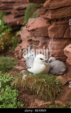 dh Fulmar VÖGEL UK Fulmarus glacialis seenklippe Nest mit Baby Küken Hoy Orkney britischer Vogel nesti brütet Fulmars Klippe Stockfoto