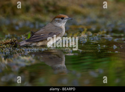 Weibliche Mönchsgrasmücke Sylvia Atricapilla am Teich Stockfoto