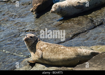 Dh Seehund SEAL UK Dichtungen shore North Ronaldsay halichoerus grypus rock Schottland Orkney Inseln Stockfoto