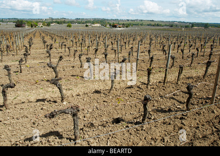 sandig-kiesigen Böden ch Moulin du Cadet Saint Emilion Bordeaux Frankreich Stockfoto