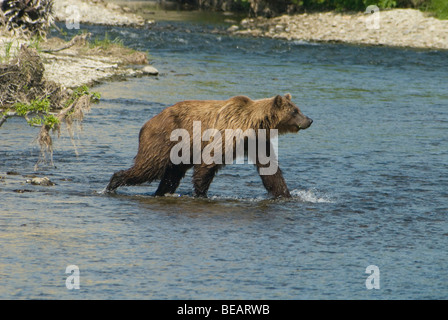 Kamtschatka Braunbär, Kamtschatka, Russland Stockfoto