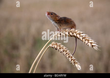 Ernte Maus, Micromys Minutus, Maispflücker, Midlands, September 2009 Stockfoto