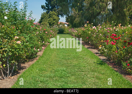 Wunderschönen Rosengarten an der Huntington Library and Botanical Gardens. Stockfoto