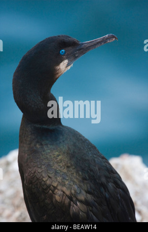 Brandts Kormoran (Phalacrocorax Penicillatus), Point Lobos State Reserve, Kalifornien, USA Stockfoto