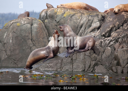 Stellar Seelöwen kämpfen auf einem Felsen in Kanada Stockfoto