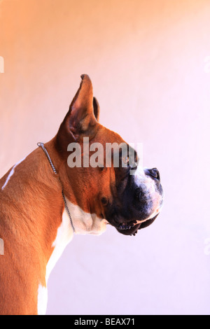 Boxer-Profil Stockfoto