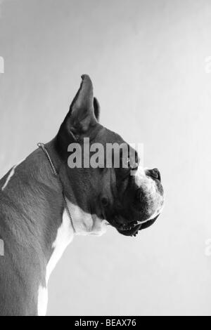 Boxer Hund Profil Stockfoto