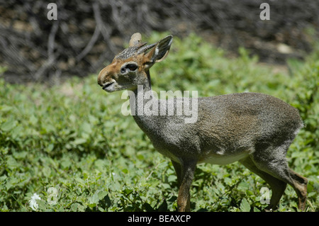 Ein Guenther Dik Antilope (Captive) Stockfoto