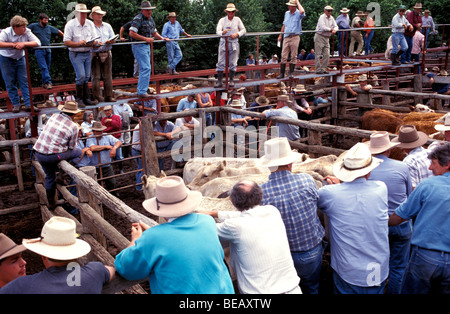 Der Auktionator und Bauern Coolah Rinder Verkauf New South Wales Australien Stockfoto