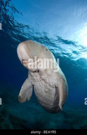 Dugong oder Seekuh, Dugong Dugon, Abu Dabbab, Marsa Alam, Ägypten, Rotes Meer Stockfoto