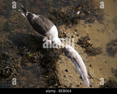 Möwe, Essen ein großes Stück der Fische in der Fischerei Hafen von St. Vaast la Hougue, Normandie, Frankreich bei Ebbe Stockfoto