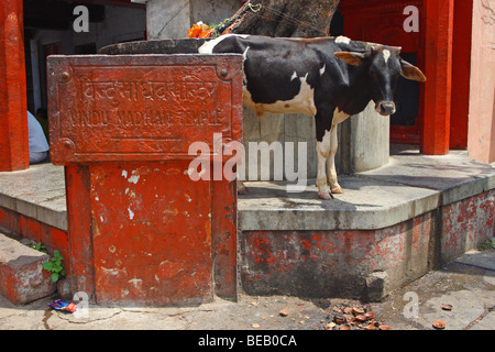 Heilige Kuh stehen in der Straße von Varanasi, Indien Stockfoto