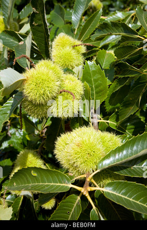 Castanea Sativa, Edelkastanie, Baum mit Nüssen Stockfoto