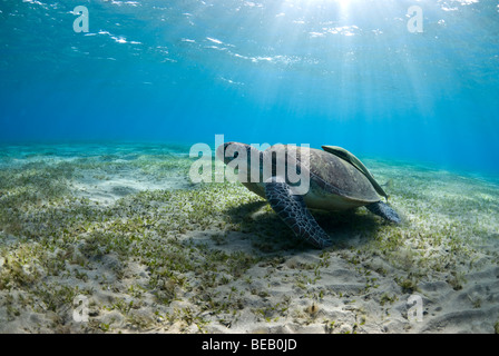 Grüne Meeresschildkröten ernähren sich von Seegras in flachen Bucht. Chelonia mydas Stockfoto