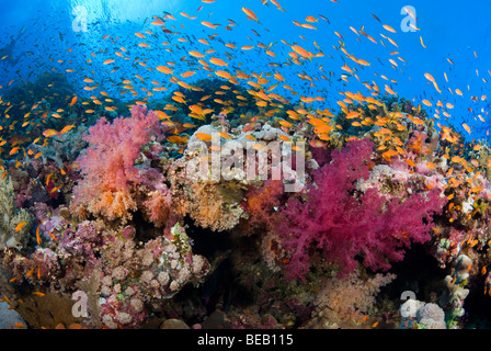 Flache Korallengarten, Elphinstone Reef, Ägypten Stockfoto