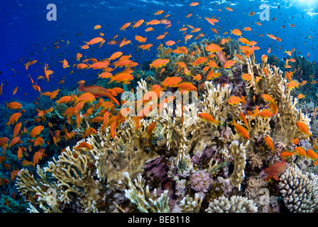 Sonnenaufgang am Feuer Korallenriff mit Fischschwarm Anthias. Stockfoto