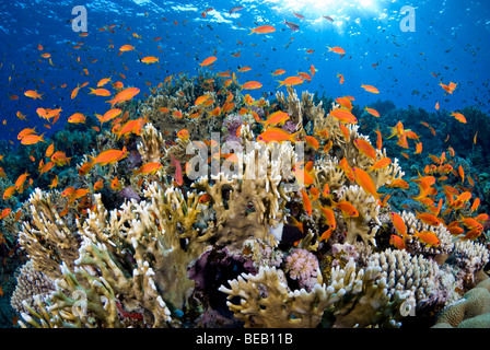 Sonnenaufgang am Feuer Korallenriff mit Fischschwarm Anthias. Stockfoto