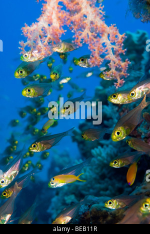 Nahaufnahme von Fischschwärmen Glas Stockfoto