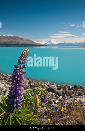 Lupinen & Mount Cook Lake Pukaki, Neuseeland Stockfoto