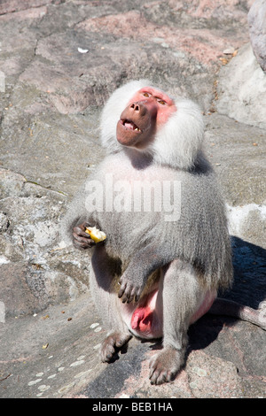 Papio hamadryas Stockfoto