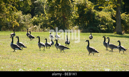 Kanadagänse auf Rasen. Stockfoto