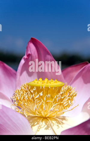 Lotus-Blume. Manasbal See. Kaschmir. Indien Stockfoto