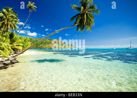 Palme hängen über atemberaubende Lagune mit blauem Himmel Stockfoto