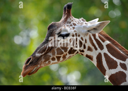 Somalische Giraffe oder retikuliert Giraffe (Giraffa Plancius Reticulata), Männlich, Porträt Stockfoto