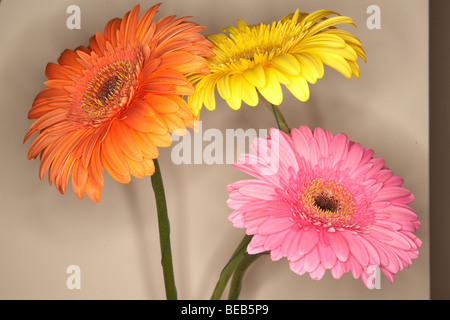 Gerbera Blumen hautnah Stockfoto