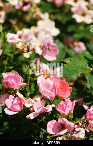 Blumen von Rainbow Ko-Rose, Rosa X "Radcor" Stockfoto