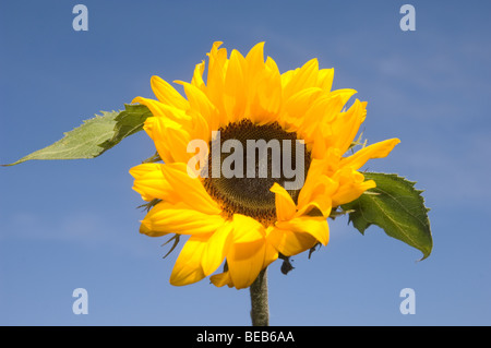 Sonnenblume gegen strahlend blauen Himmel Stockfoto