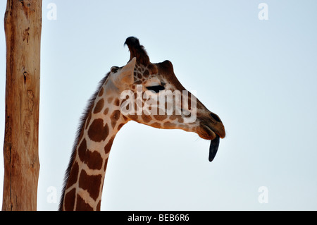 Giraffe mit Zunge hängt heraus Stockfoto