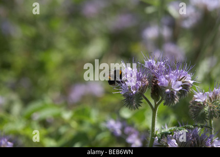 Biene, die Landung auf lila Blume Stockfoto