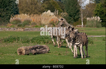 Chapmans Zebras (Equus Quagga Chapmani) Stockfoto