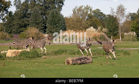 Chapmans Zebras (Equus Quagga Chapmani) Stockfoto