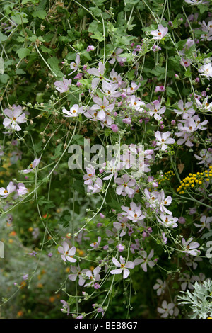 Mendocino Bushmallow oder Chaparral Malve, Malacothamnus Fasciculatus Var Laxiflorus, Malvaceae, Kalifornien, USA. Stockfoto