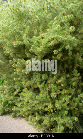 Phylica oder Featherhead Bush Phylica Pubescens, Rhamnaceae, Neuseeland, Südafrika, USA Stockfoto