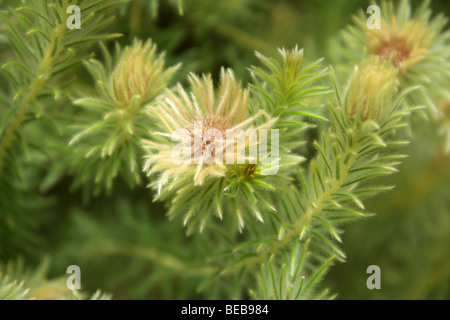 Phylica oder Featherhead Bush Phylica Pubescens, Rhamnaceae, Neuseeland, Südafrika, USA Stockfoto