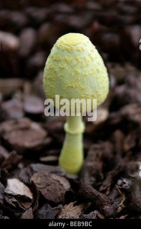 Gelb Zimmerpflanze Pilz oder Plantpot Dapperling, Leucocoprinus Birnbaumii, Agaricaceae. Zuvor Riesenschirmling Lutea. Stockfoto