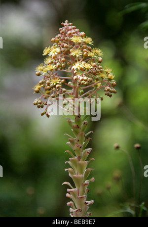 Untertasse Pflanze, Aeonium Urbicum, Crassulaceae, Mexiko, Neuseeland, Sanmarino, Spanien, Kanarische Inseln, USA Vereinigte Staaten von Amerika Stockfoto