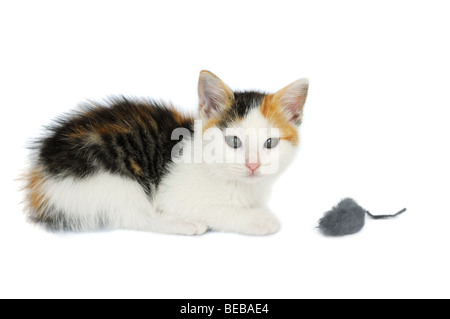 Porträt von Kitty Katze mit Maus Spielzeug auf einem weißen Hintergrund isoliert Stockfoto