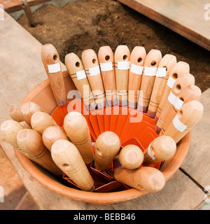 Kellen in einem Topf Stockfoto