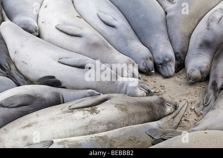 See-Elefanten Piedras Blancas entlang Coast Highway One in der Nähe von San Simeon auf Kaliforniens central coast Stockfoto