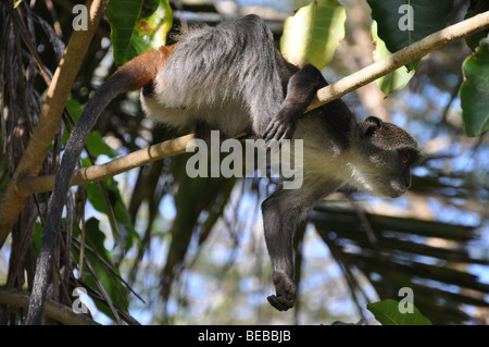 Sykes Affe in Albogularis oder weiße-throated Affe, Diani Beach Kenia Afrika Stockfoto