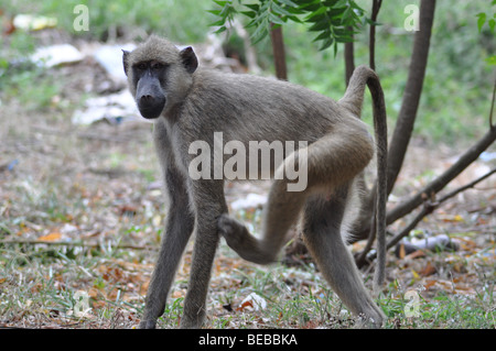 Gelbe Pavian (Papio Cynocephalus) Diani Beach Kenia Stockfoto